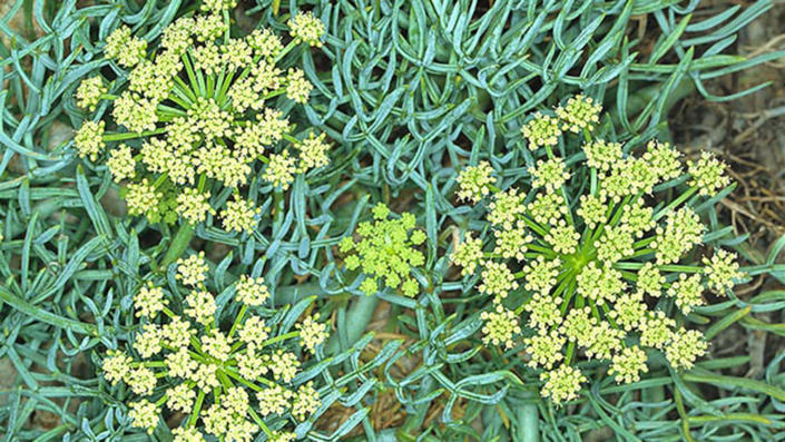 meerfenchel