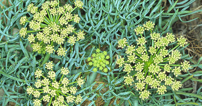 meerfenchel