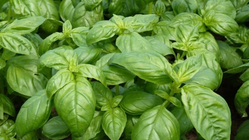Fisch auf Fenchel in Kräutersahne