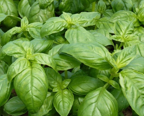Fisch auf Fenchel in Kräutersahne