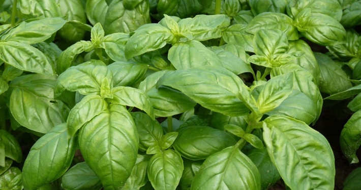 Fisch auf Fenchel in Kräutersahne