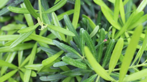 Fisch auf Fenchel in Kräutersahne