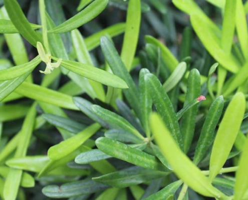 Fisch auf Fenchel in Kräutersahne